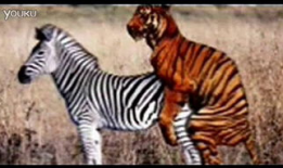 人马交配视频,探索神秘生物的繁衍之谜