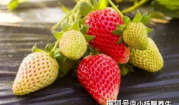 仙仙小草莓吃瓜爆料,娱乐圈惊天大瓜，真相即将揭晓！